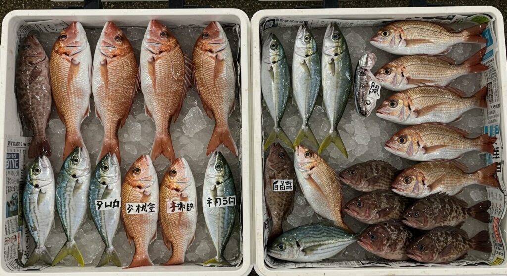 海上釣り堀で釣れる魚種別の持ち帰り方法 - 大型魚から小型魚まで適切に処理・梱包された状態で氷の上に整理されている